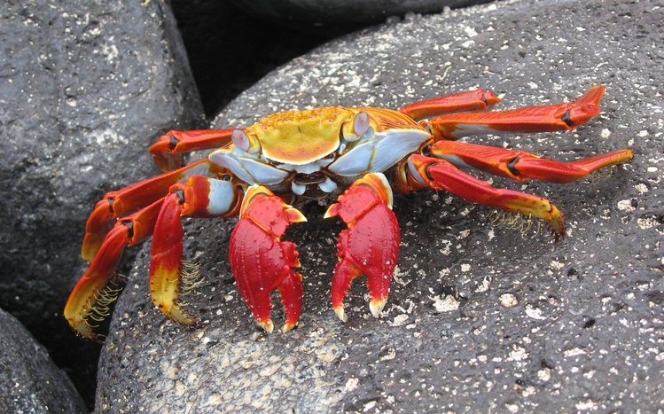 Crab Theme screenshot #4