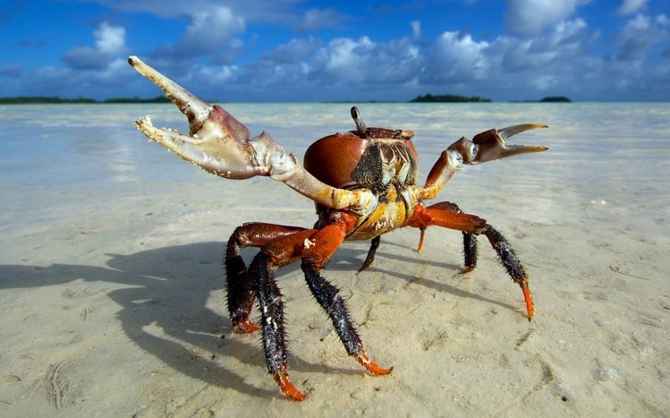 Crab Theme screenshot #11