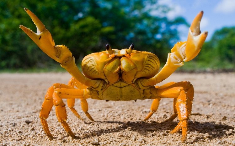 Crab Theme screenshot #13