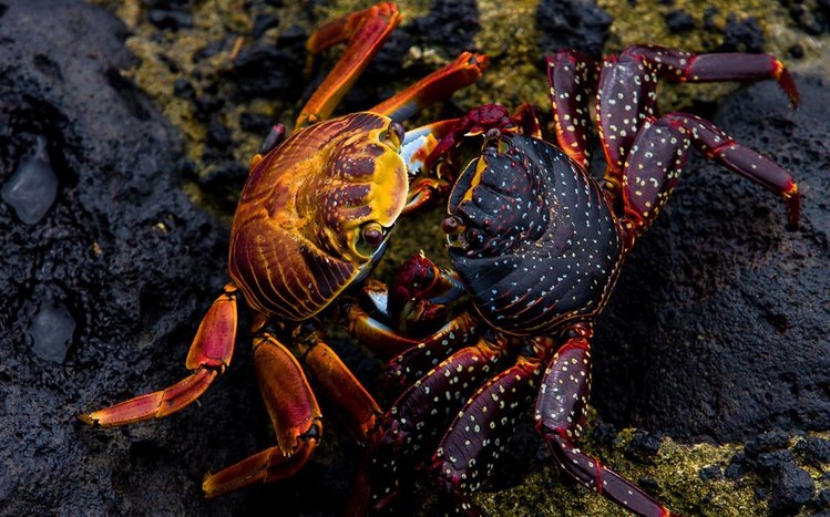 Crab Theme screenshot #6