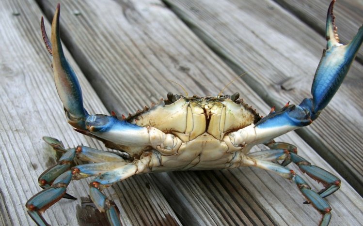 Crab Theme screenshot #5