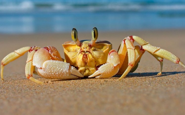 Crab Theme screenshot #1