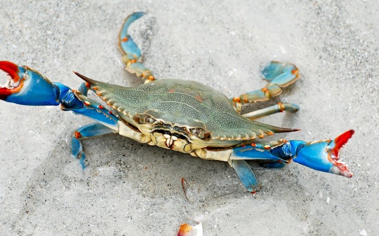 Crab Theme screenshot #10