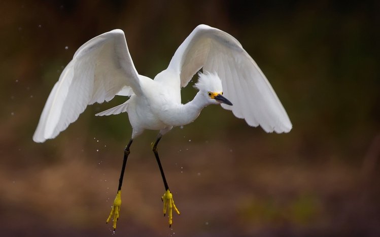 Erget Theme screenshot #15