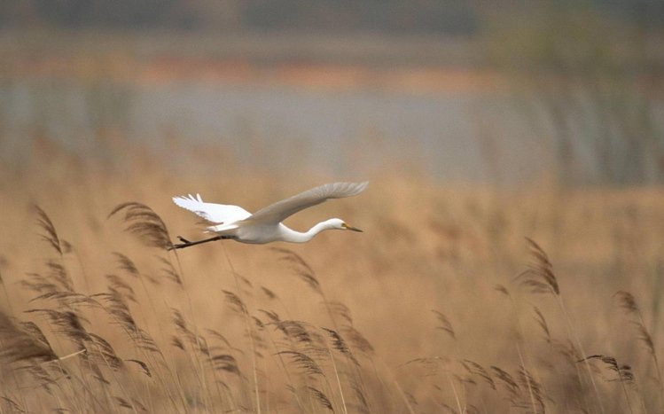 Erget Theme screenshot #2