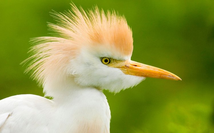 Erget Theme screenshot #1