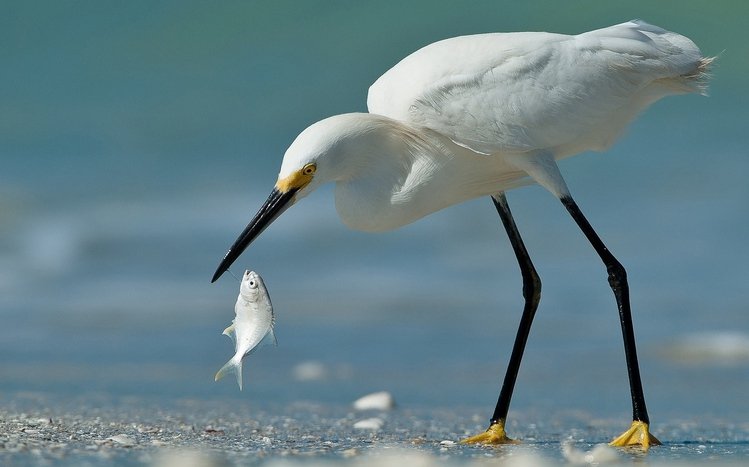 Erget Theme screenshot #4