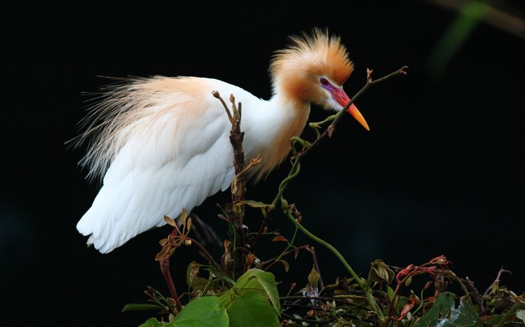 Erget Theme screenshot #6