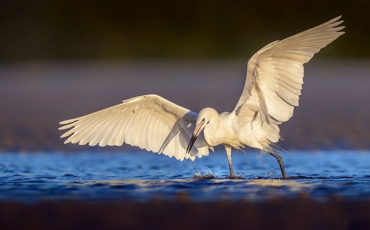 Erget Theme screenshot #14