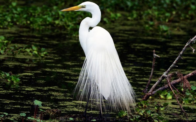 Erget Theme screenshot #9