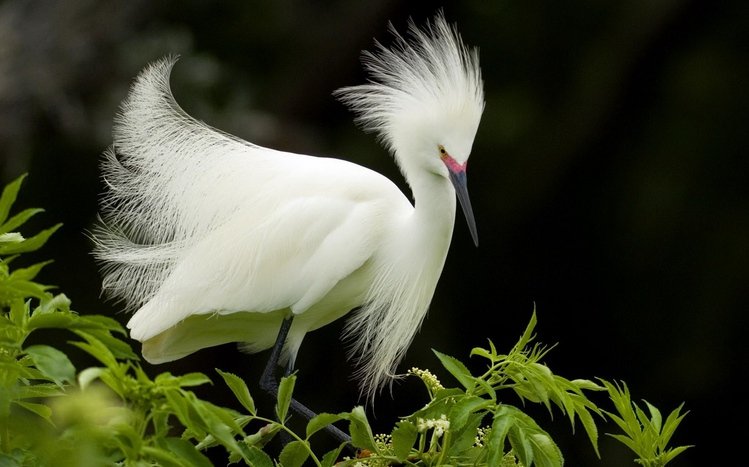 Erget Theme screenshot #8