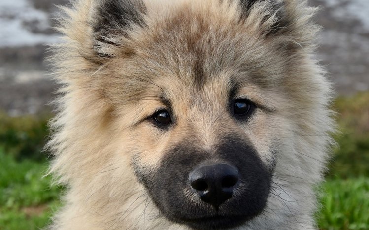 Eurasier Theme screenshot #15