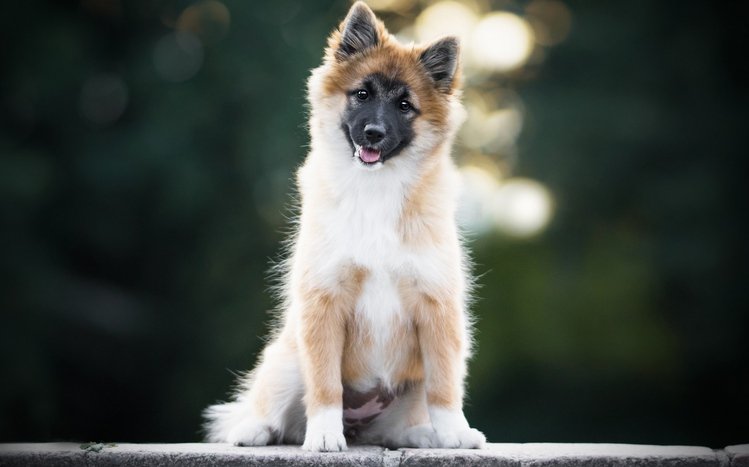 Eurasier Theme screenshot #6