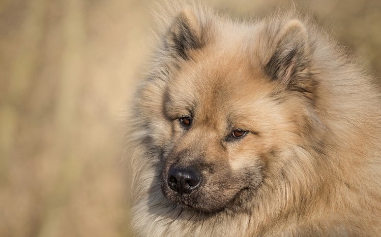 Eurasier Theme screenshot #11