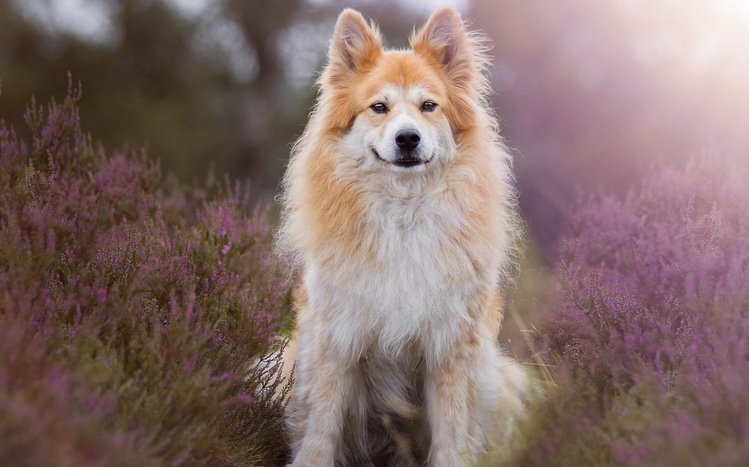 Eurasier Theme screenshot #7