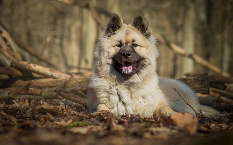 Eurasier Theme screenshot #1