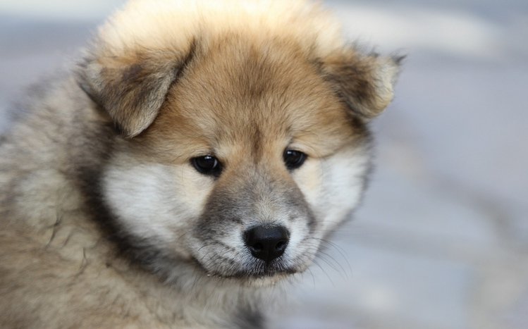 Eurasier Theme screenshot #14