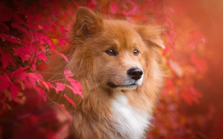 Eurasier Theme screenshot #2