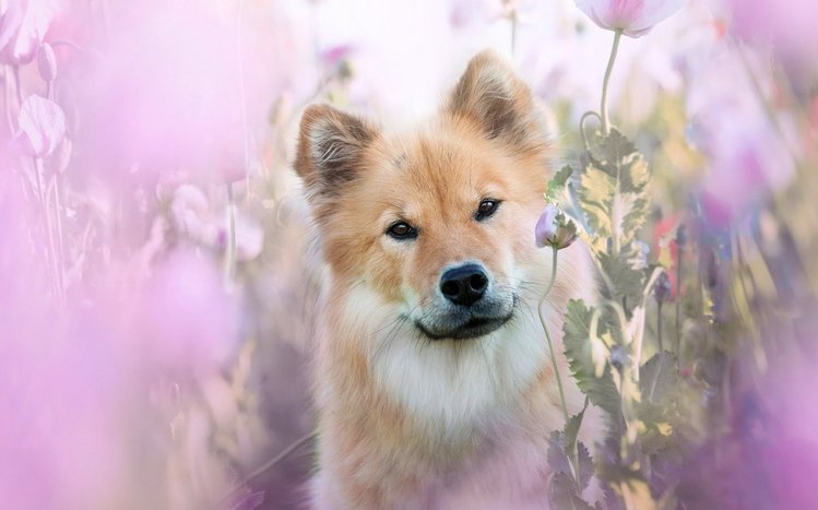 Eurasier Theme screenshot #5