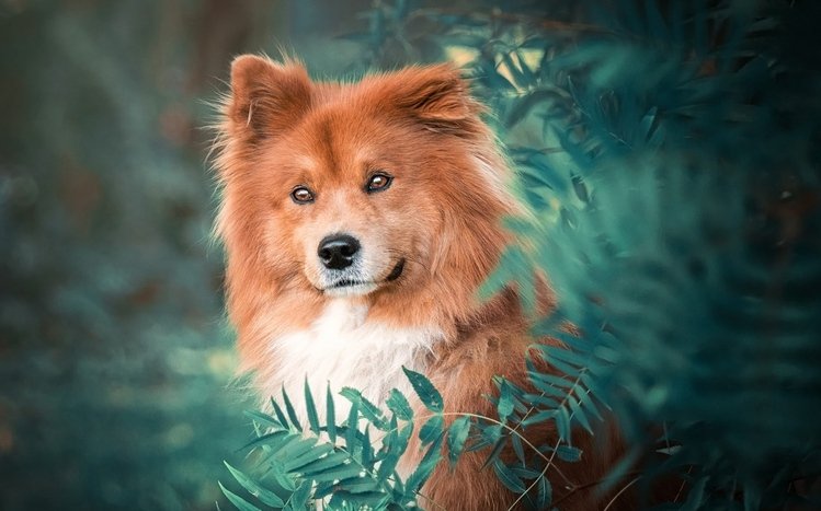 Eurasier Theme screenshot #9