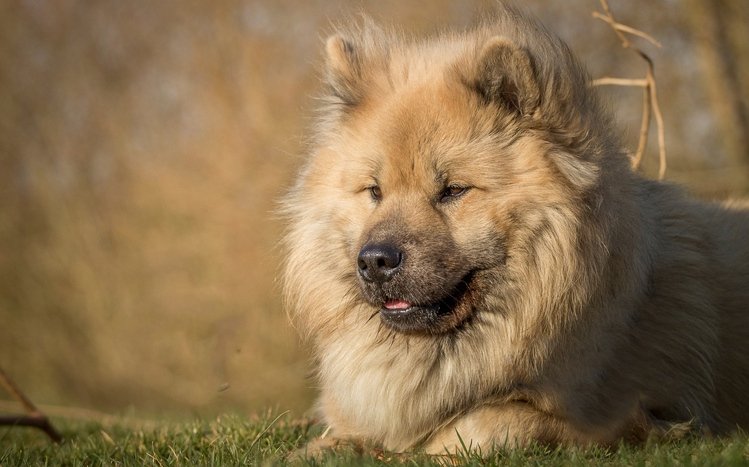 Eurasier Theme screenshot #10