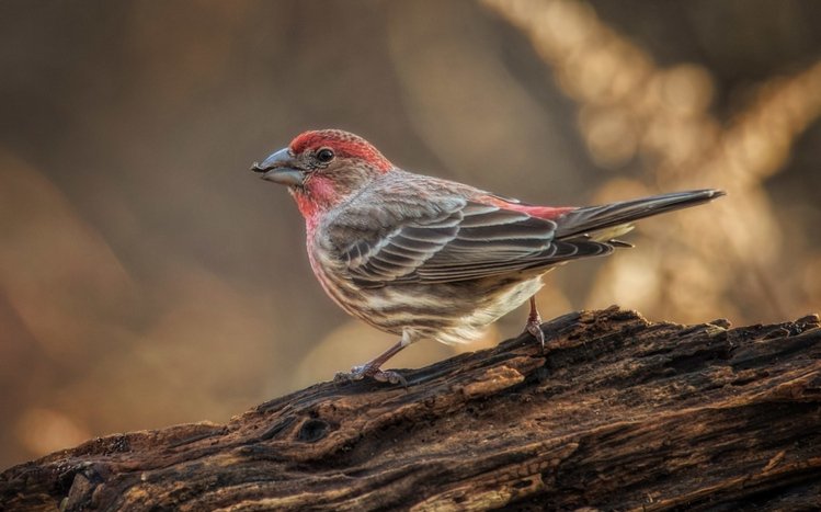 Finch Theme screenshot #10