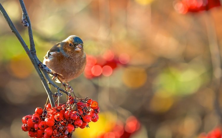 Finch Theme screenshot #9