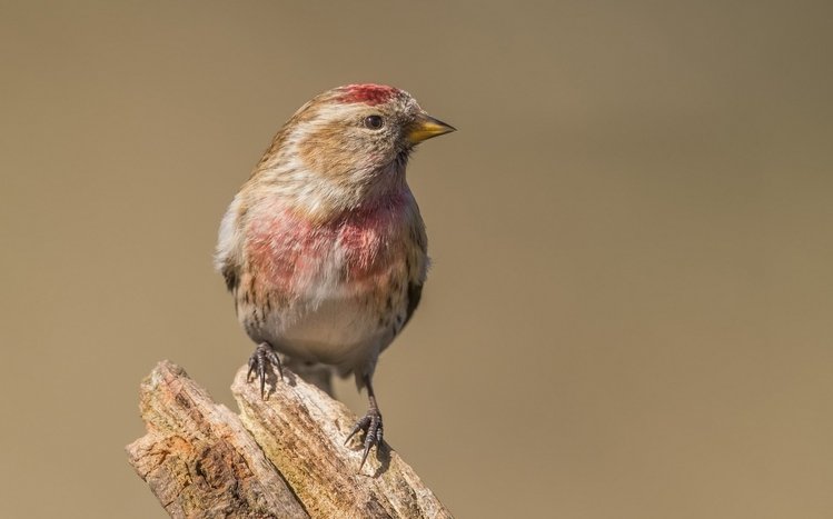 Finch Theme screenshot #13