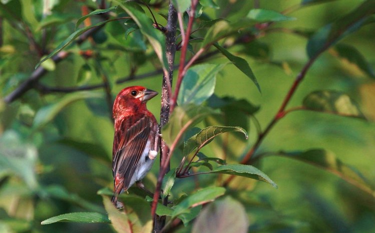 Finch Theme screenshot #7