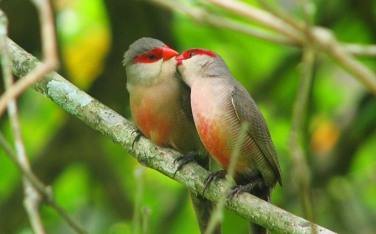 Finch Theme screenshot #8