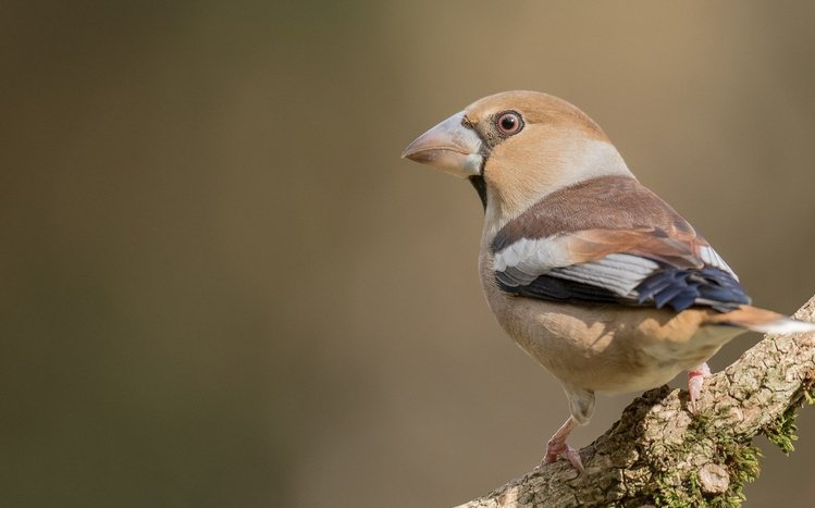 Finch Theme screenshot #14