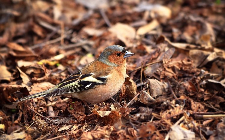 Finch Theme screenshot #12