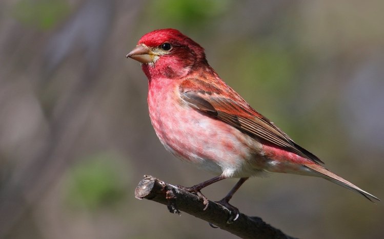 Finch Theme screenshot #3