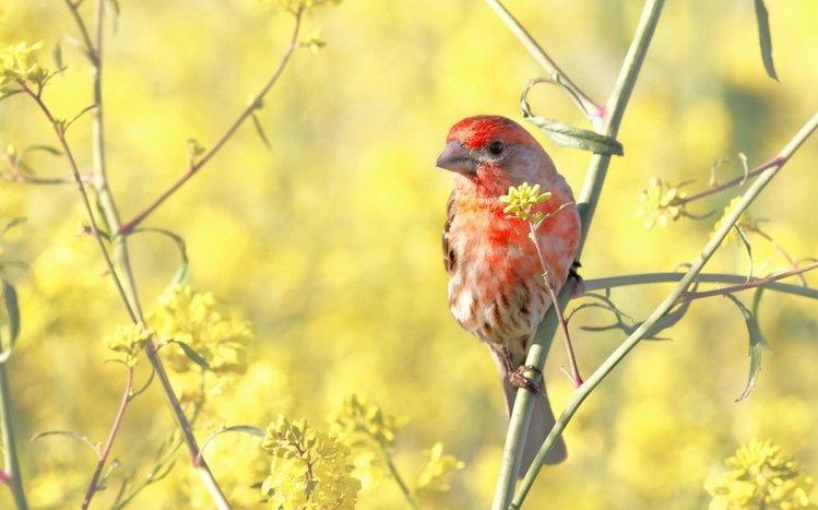 Finch Theme screenshot #4