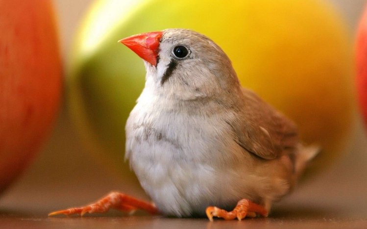 Finch Theme screenshot #2