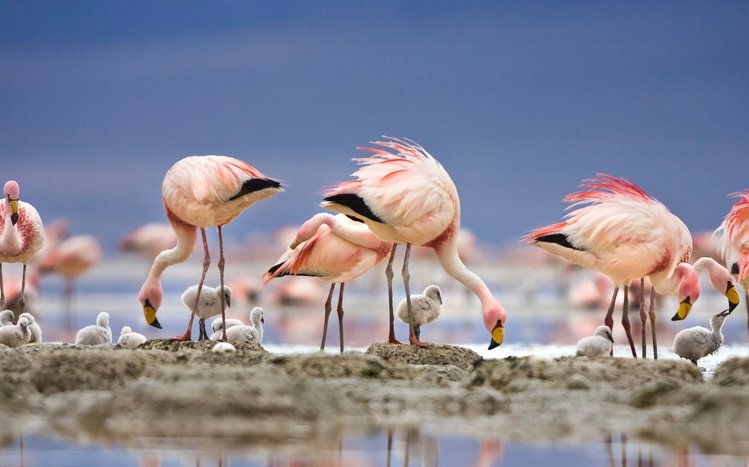 Flamingo Theme screenshot #3