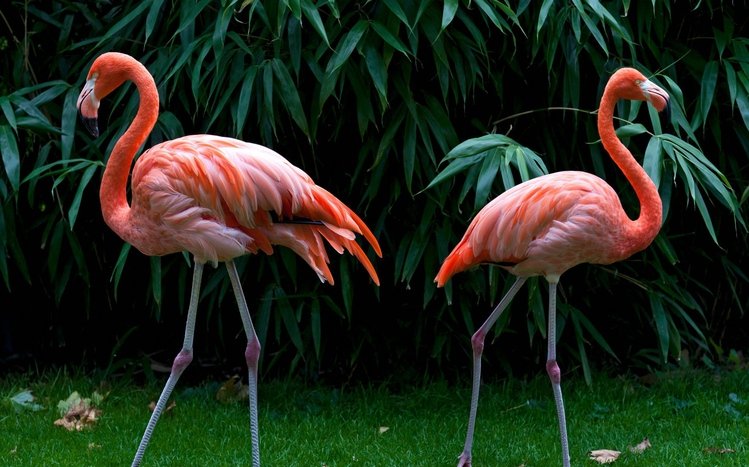 Flamingo Theme screenshot #8