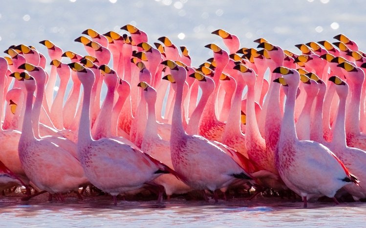 Flamingo Theme screenshot #12