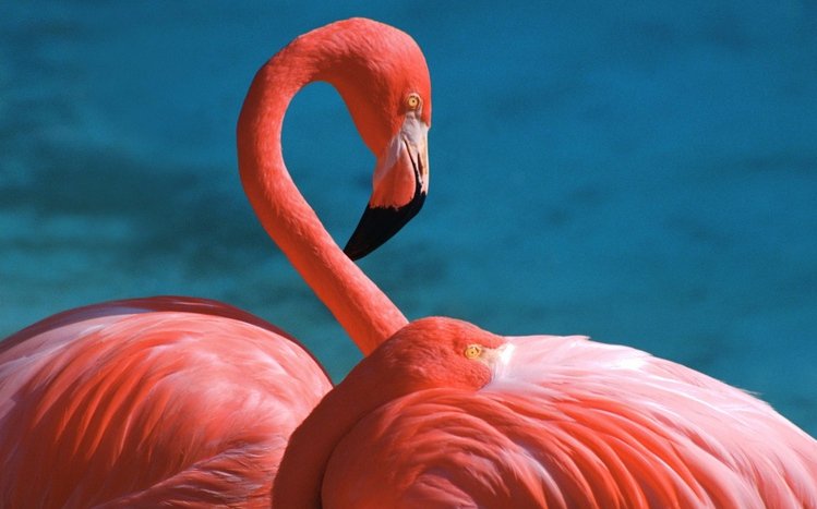 Flamingo Theme screenshot #10