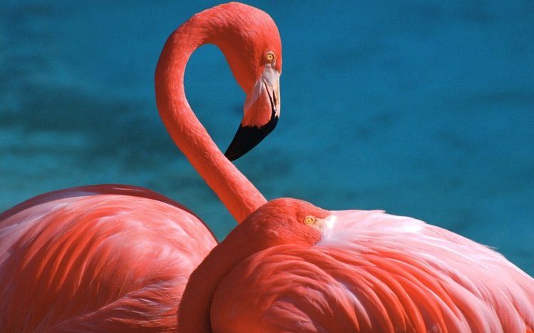 Flamingo Theme screenshot #2