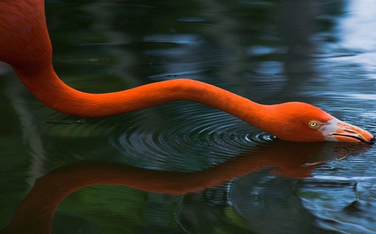 Flamingo Theme screenshot #1