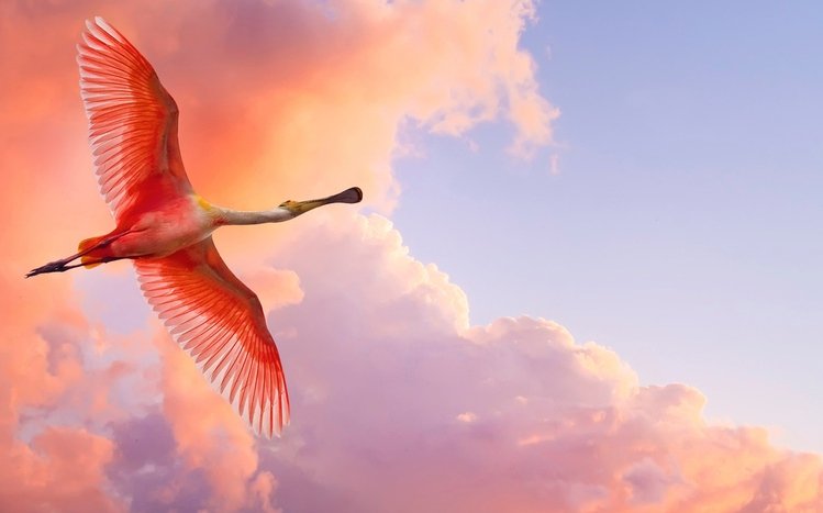 Flamingo Theme screenshot #14