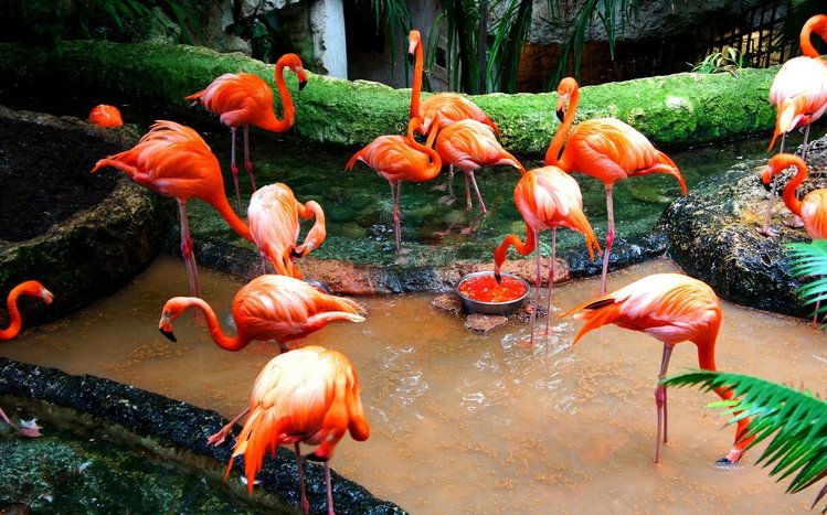 Flamingo Theme screenshot #13