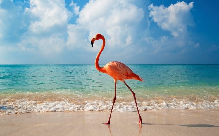 Flamingo Theme screenshot #6