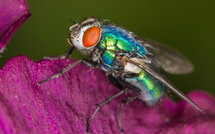 Fly Theme screenshot #7