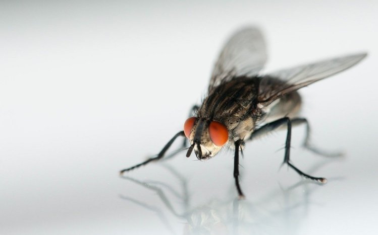 Fly Theme screenshot #2