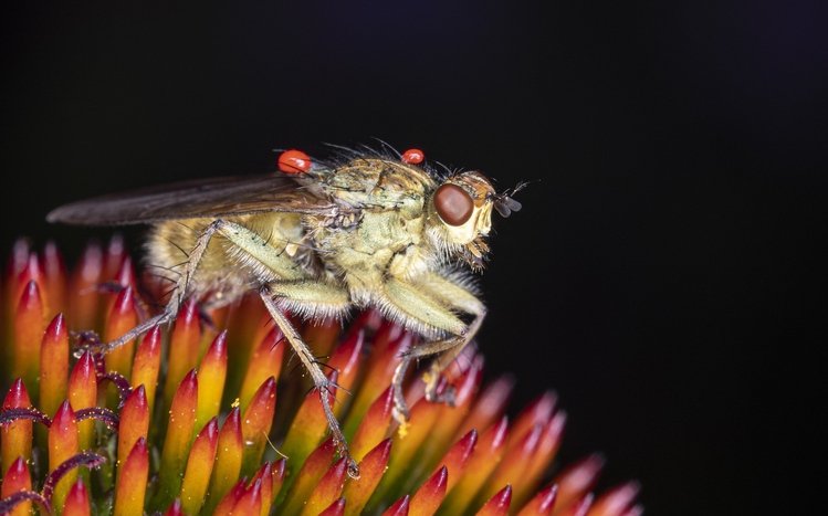 Fly Theme screenshot #12