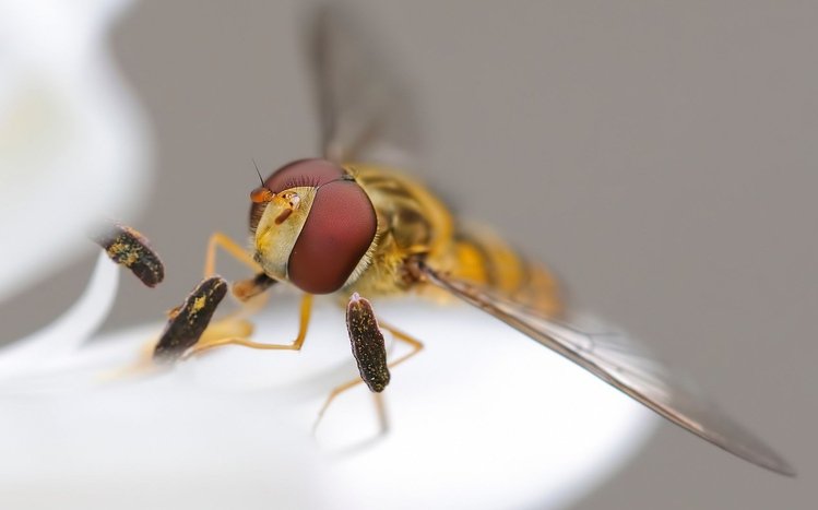 Fly Theme screenshot #1