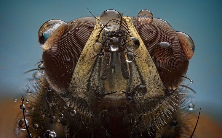 Fly Theme screenshot #6