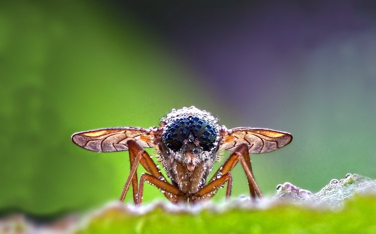 Fly Theme screenshot #4